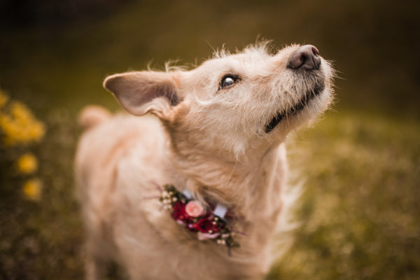 Floral application for dog's collar Collar for dogs Collar for pets Flower accessories for pets Wedding accessories Wedding collar for dog