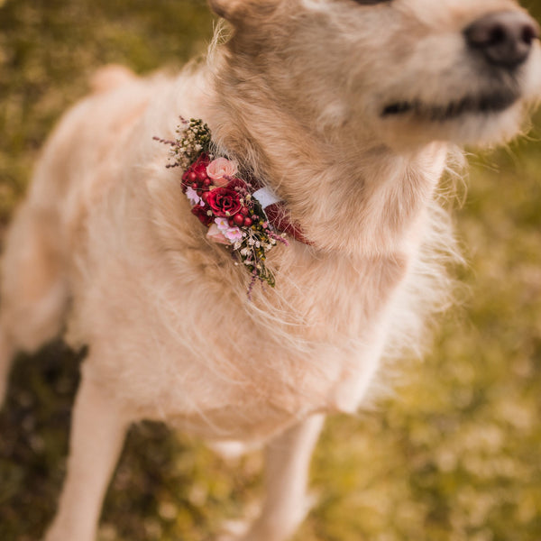 Flower dog collars