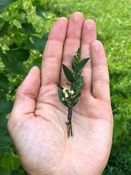 Greenery wedding buttonhole Natural Groom accessories Baby's breath boutonniere Accessories for groom Handmade Wedding accessories Magaela